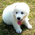 大白熊幼犬還真像是隻白熊勒