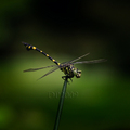蜻蜓 - 1