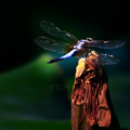 蜻蜓 - 2