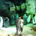 海遊館 企鵝1