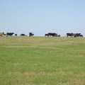 原野上的牛群