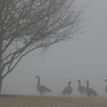 霧中的鵝群
