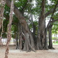 夏威夷的老樹