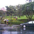 拿雨傘的人在看牛吃草。