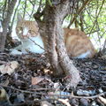 鼓浪嶼的貓躲在樹叢裡不管世事