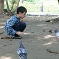 小朋友餵鴿子吃花生01