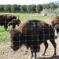 這就是大名鼎鼎的美洲野牛
Buffalo學名Bison