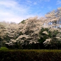 日本友人寄來小山市的櫻花