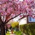 穿著印度沙龍的婦女站在櫻花樹下
