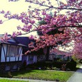英國都鐸式房屋與櫻花相互輝映
