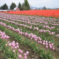 Skagit Valley Tulip Festival