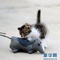 劉建國任職遼寧盤錦鼎翔米業有限公司，訓練的「貓咪護衛隊」共有大小貓近100隻。幾年來，在劉建國的調教下，這些貓已經被訓練成偵察貓、潛伏貓、巡邏貓，老劉也因此被大家稱作「貓司令」。