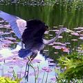 大藍鶴(Blue Heron)振翅高飛