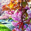 每年春天數百萬朵櫻花依照不同時節次第而開