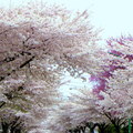 春天的溫哥華空氣中瀰漫著櫻花的芬芳
