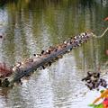 秋天的野鳥保育區，十幾隻野鴨擠在一根浮木上，吱吱喳喳好不熱鬧。