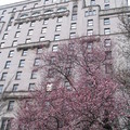 春─早春的櫻花與溫哥華大飯店相輝映