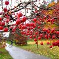秋─櫻花的果實在雨中更顯得鮮紅嬌豔