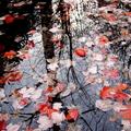 溫哥華的秋天是紅葉與水影共舞