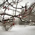 冬─櫻花的果實被一場突如其來的大雪覆蓋