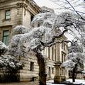 溫哥華美術館的雪景，婀娜多姿枝枒覆蓋著一層白雪，頗有吉林霧松的美感。