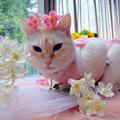 櫻花貓：蘭里