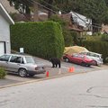 周末聽音樂會，中途到附近社區散步，赫然發現迎面走來一隻熊。