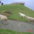 農場內的三隻羊