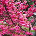 2/20,2011住家旁公園的櫻花