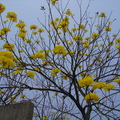 不知名的漂亮黃花....在公司附近發現