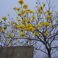 不知是啥花? 一樹的黃

短短幾天  黃花落盡  綠葉滿枝頭