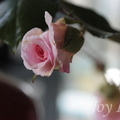 蔓玫瑰2