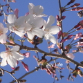 紐西蘭春天的櫻花