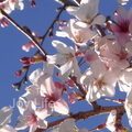 紐西蘭春天的櫻花