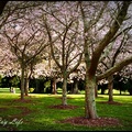 【春神來了～誰知道？】－2010 紐西蘭的春季 - 2