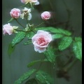雨落玫瑰花