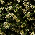 細梗絡石 Star-jasmine 3