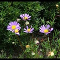 紫色鵝河菊   (Amethyst Brachyscome  、姬コスモス 、Swan River Daisy)