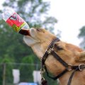 生活中有很多很Q的照片會讓你更愛護動物