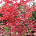 the Japanese maple