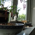 日光民宿木馬的小客廳，長著紅果實的不知名植物。