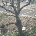從七樓去窺探白鷺鷥棲息的大樹