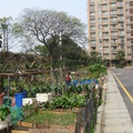 社區後面的一些阿伯阿婆沿著水溝 (左邊) 弄出來的小型菜園。因為用 
