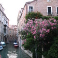 運河和夾竹桃- 展館外(威尼斯)