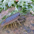 海蟑螂 Ligia exotica (Roux)
-- 中文名：奇異海蟑螂 
-- 類別：甲殼類
-- 學名：Ligia exotica Roux 
-- 科名：海蟑螂科 Ligiidae 
-- 分佈：普遍存在本海域。 
-- 棲所：海濱礁石上
