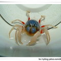 【 短 趾 和 尚 蟹 】 Mictyris brevidactylus  ( 兵蟹，蜘蛛蟹 )
 又 名 兵 蟹、海 和 尚、海 珍 珠、珍 珠 蟹、搗 米 蟹 。
