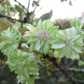 稀有的綠色櫻花樹