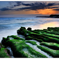 台北東北角石門老梅海礁綠藻