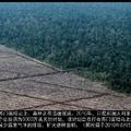 雨林區減少的危機