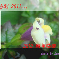 2012新年賀卡